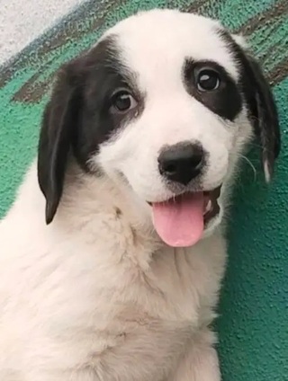 Panda!