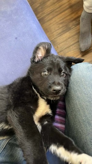 ΝΤΟΥΚΙ