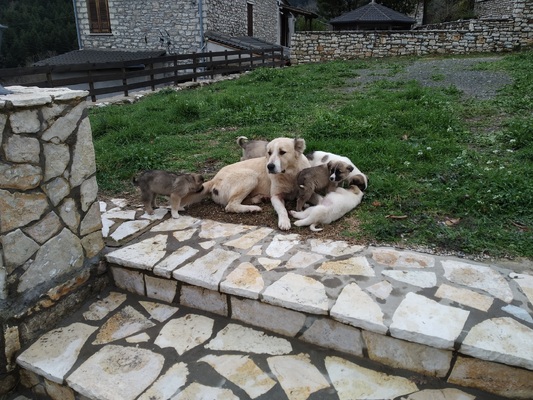 Κουτάβι 2