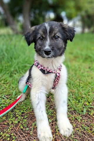Lilly