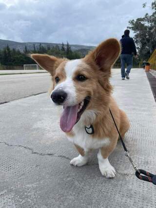 Corgi