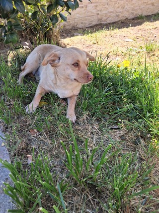 Τατιάνα