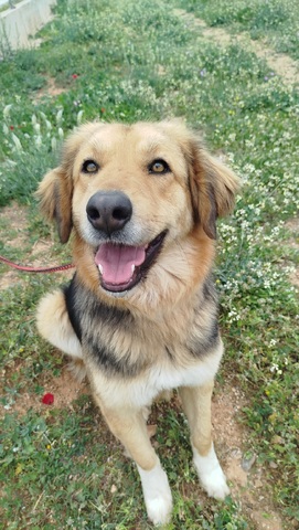 KORA