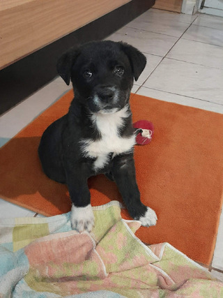 Τρύφων2,5 μηνών