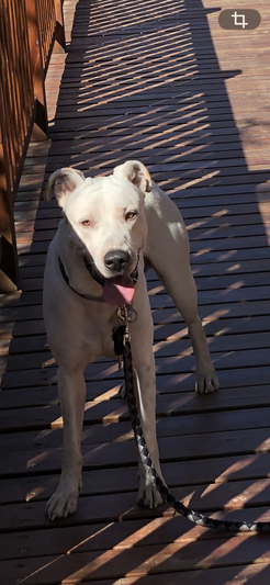 ODIN