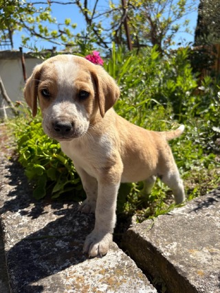 Bella