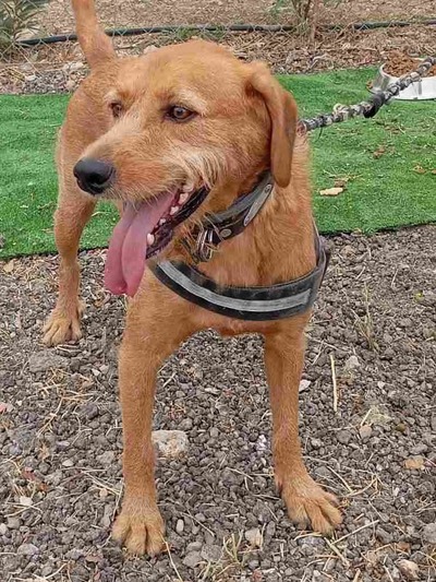 Ο Λαγανας K1981