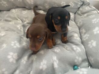 Dachshund