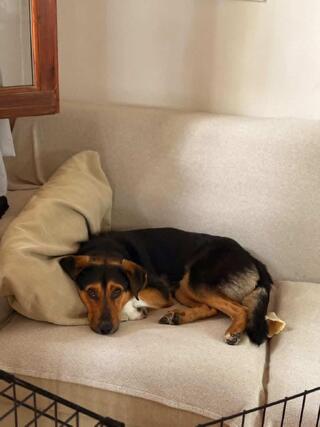 Cooper