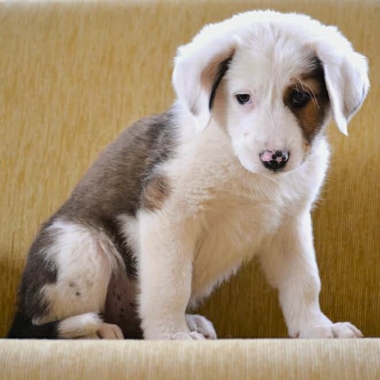 Κάρυ Λαμπραντόρ