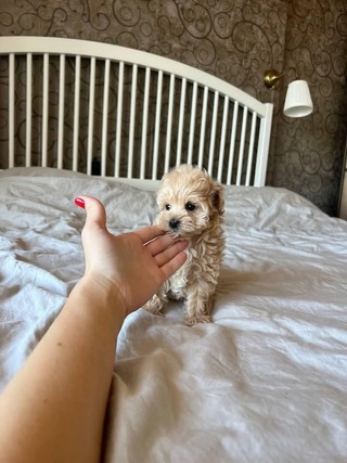 Maltipoo-elvira
