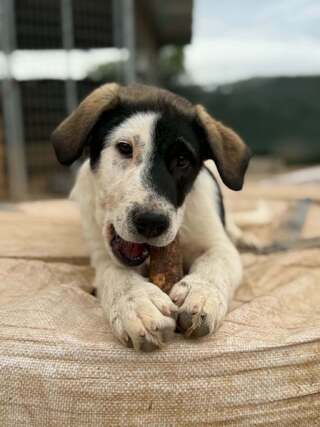 Snoopy