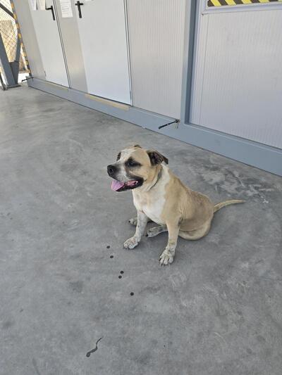 AMSTAFF