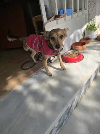 ΤΣΟΥΜΙ 6 κιλα