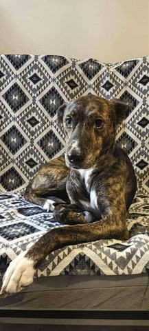 Bowie