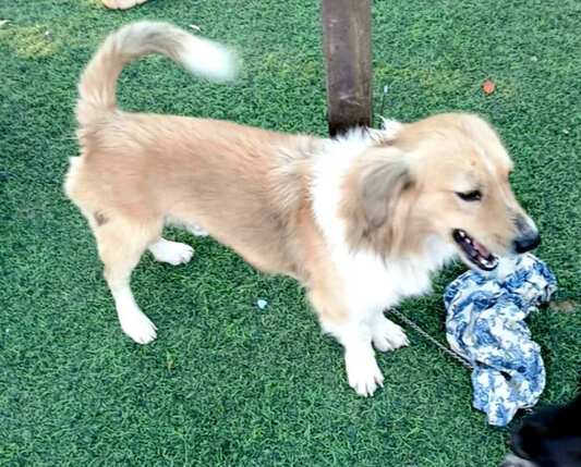 Ερμής κοκονακι