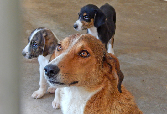 Lisy-Leila-Lou
