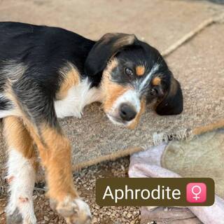 Aphrodite