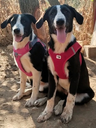 Jojo & Zoe