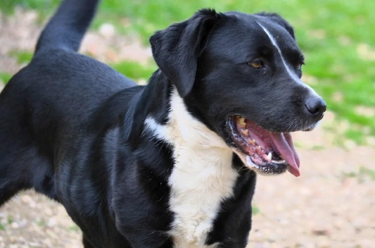 ΦέδραΛαμπραντόρ