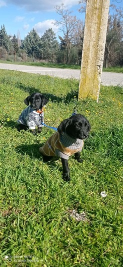 Oi αδερφούλες