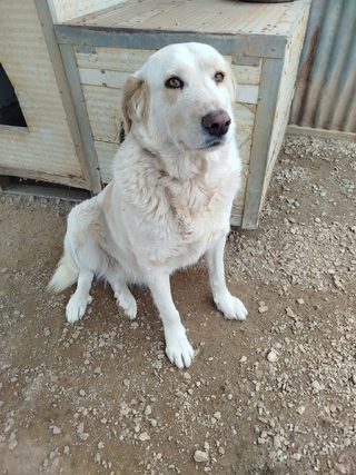 Frieda