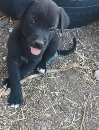 Chloe