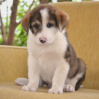 Νοε Λαμπραντόρ