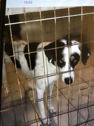 Μαιρα 2 ετών