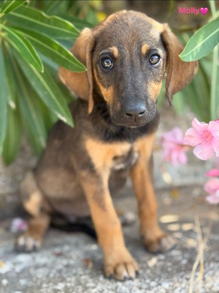 Molly