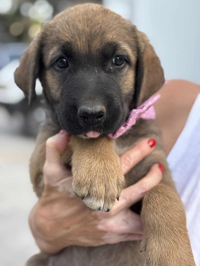 ♥️Cookie ♥️