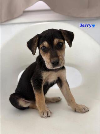 Jerry