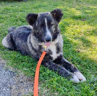 ΧάρηςΛαμπραντόρ