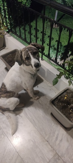 Bubba