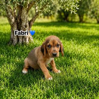 Fabri
