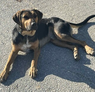 ΚούκηΛαμπραντόρ