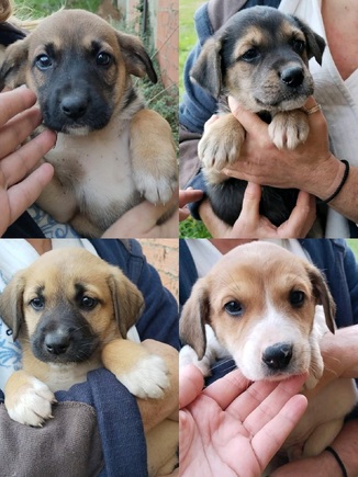 Μπομπιράκια