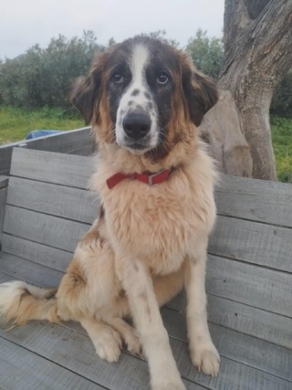 ♥️Μπετόβεν ♥️