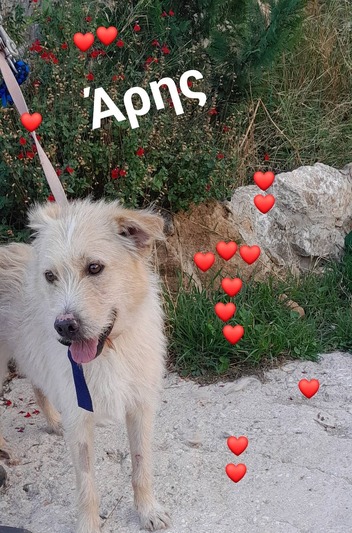 ΑΡΗΣ