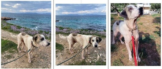 Βον - the dog