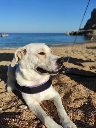 Bella