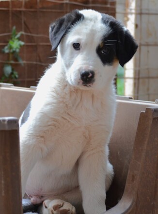 Νοε Λαμπραντόρ