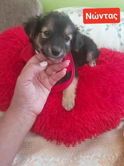 Νώντας, 2 μηνών