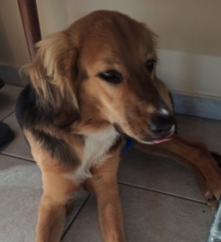 benji