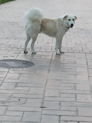Κόμπι