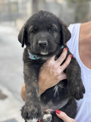 ♥️Diesel ♥️