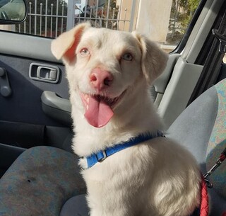 ALBIE