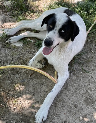 TIMO