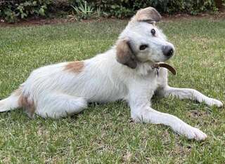 Κάρυ,Λαμπραντόρ