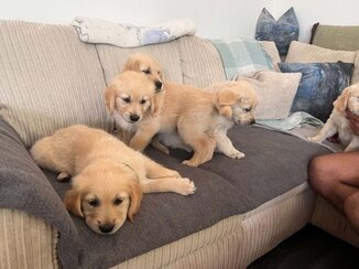 G Retriever